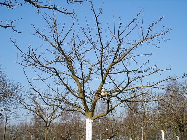 appelboom met open kruin